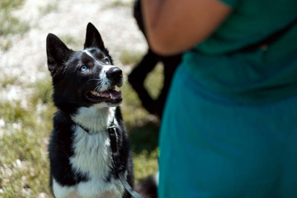 Dog training A mixed breed dog listens to the commands of the unrecognizable dog trainer. dog  training stock pictures, royalty-free photos & images