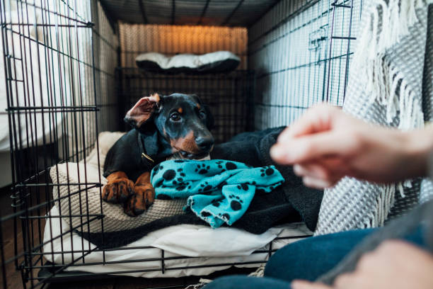 Time to Get Up! Doberman puppy laying in its bed inside a dog cage in the morning. It's in the North East of England. It's being let out. dog  training stock pictures, royalty-free photos & images