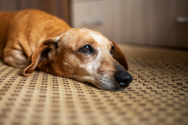 Close up portrait of old gray-haired dachshund resting on sofa at home. Close up portrait of old gray-haired dachshund resting on sofa at home. dog sad stock pictures, royalty-free photos & images