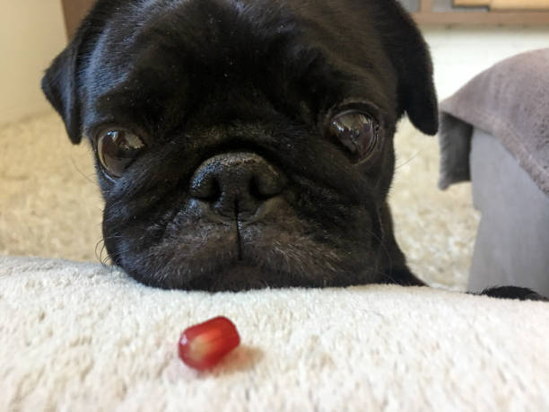 Pug Black Pug black, pomegranate red berry dog pomegranate stock pictures, royalty-free photos & images