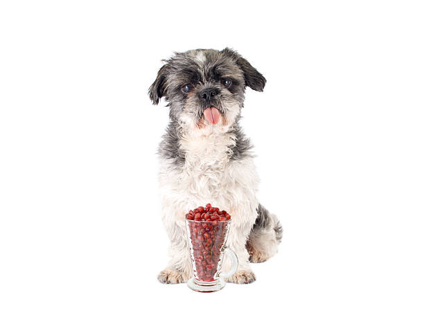 Shitsu Dog Sticking out tongue with Pomegranate Dog Sticking out tongue with Pomegranate dog pomegranate stock pictures, royalty-free photos & images