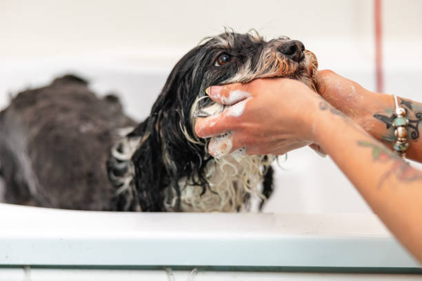 Closeup Of The Face Of A Hairy Black And White Hairy Dog Being Washed By A Female Groomer Closeup of the face of a black and white hairy dog being washed by a female young caucasian groomer. His face is raised up and being holded by the groomer . The hands of the groomer are on the side of the photo. dog grooming stock pictures, royalty-free photos & images