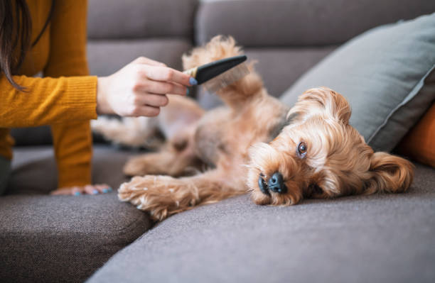 Female pet owner combing terrier dog at home. Woman ccombing the fur of her cute Yorkshire terrier at home. dog grooming home stock pictures, royalty-free photos & images