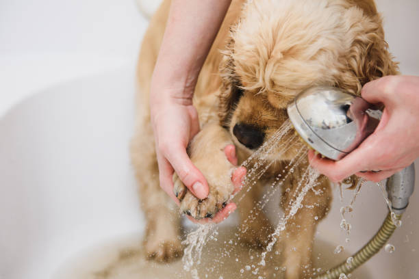 Woman cleans a paw to a dog American cocker spaniel is taking a shower at home. Woman cleans a paw to a dog dog grooming home stock pictures, royalty-free photos & images