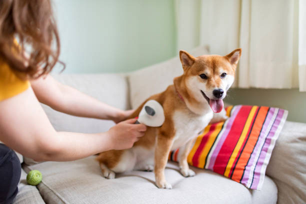 Young woman combing her dog Young woman combing her dog dog grooming home stock pictures, royalty-free photos & images