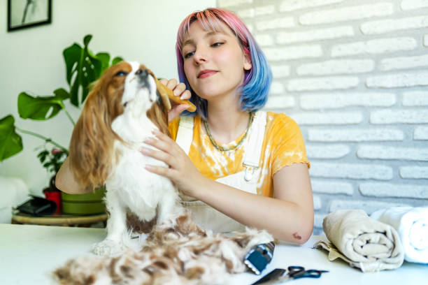 Young woman with colored hair grooming her dog at home Young woman with colored hair grooming her dog at home dog grooming home stock pictures, royalty-free photos & images