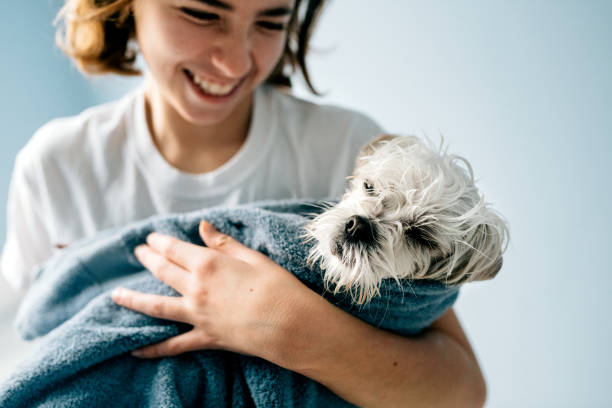 Dog Bath 12 year old girl bathing a Maltese Dog dog grooming home stock pictures, royalty-free photos & images