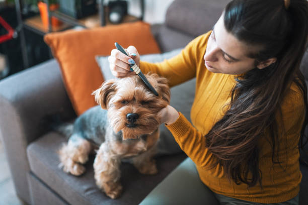 Woman combing cute terrier dog. Female pet owner combing her cute terrier dog at home. dog grooming home stock pictures, royalty-free photos & images