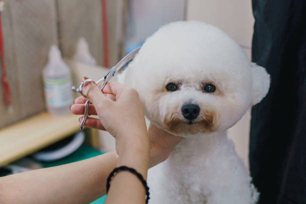 A poodle receiving tender loving trim of its fur coat A poodle receiving tender loving trim of its fur coat dog grooming home stock pictures, royalty-free photos & images