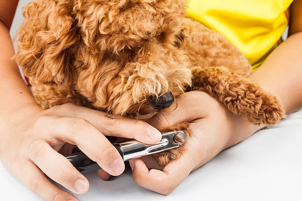 Dog nails being cut and trimmed during grooming Dog nails being cut and trimmed during grooming dog nails stock pictures, royalty-free photos & images