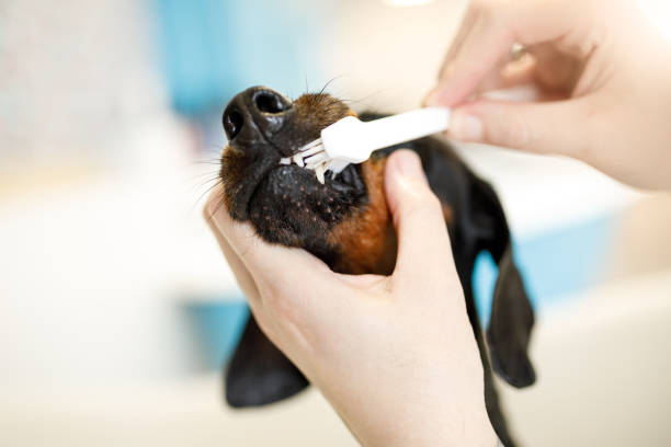 Groomer cleaning dog's teeth with toothbrush Cleaning dog's teeth with toothbrush dog teeth stock pictures, royalty-free photos & images