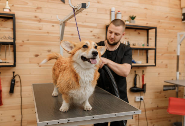 Professional male pet groomer dry Welsh Corgi Pembroke dog fur with a hair dryer after washing in beautician salon. Grooming concept Professional male pet groomer dry Welsh Corgi Pembroke dog fur with a hair dryer after washing in beautician salon. Grooming concept dog grooming stock pictures, royalty-free photos & images