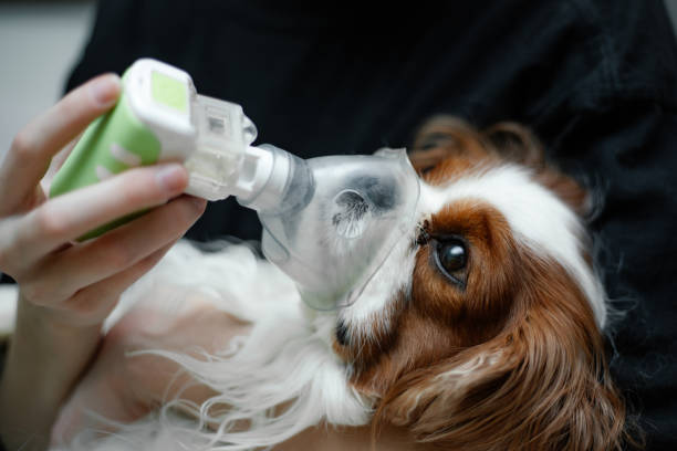 Veterinar doctor saving King Cavalier Charles coker spaniel dog mask inhalation nebulizer allergy, cough, sick. Close up Veterinary doctor hands saving sad feared pet King Cavalier Charles coker spaniel dog with oxygen mask, helping animal diseases, inhalation with nebulizer allergy, cough, bronchial sick. Close up dog cough stock pictures, royalty-free photos & images