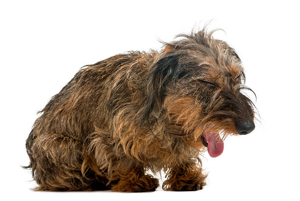 Dachshund yawning, isolated on white Dachshund yawning, isolated on white dog cough stock pictures, royalty-free photos & images