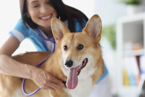 Veterinarian and puppy in veterinary clinic undergoing medical examination Veterinarian and puppy in veterinary clinic undergoing medical examination. Veterinary medicine concept dog cough stock pictures, royalty-free photos & images