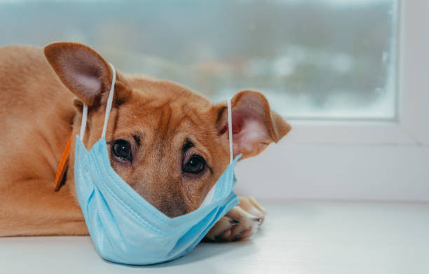 Medical mask. Dog in a medical mask. Medical mask. Dog in a medical mask. dog coughing stock pictures, royalty-free photos & images
