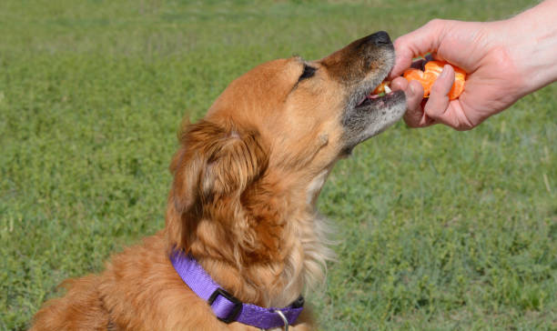 Healthy dog treats Hand giving healthy clementine orange segments to mixed breed brown dog as dog treats dog clemintine stock pictures, royalty-free photos & images