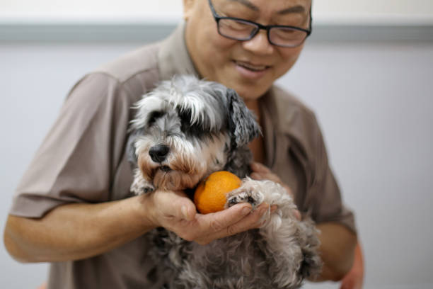 Pet An Asian senior man is spending time with pet dog at home. dog clemintine stock pictures, royalty-free photos & images