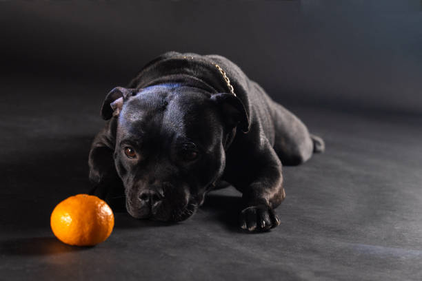 Black dog of Staffordshire bull terrier breed, lying down on dark background on tangerine in front of it. Black dog of Staffordshire bull terrier breed, lying down on dark background on tangerine in front of it. Pretty faces of a purebred dogs, silver metal collar. Copy space. dog clemintine stock pictures, royalty-free photos & images