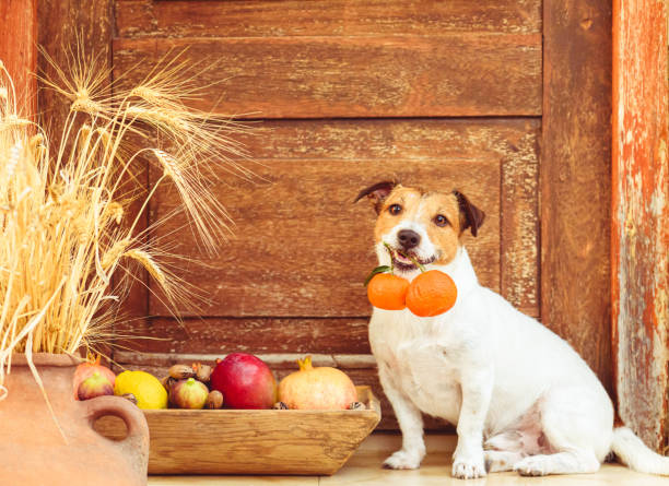 Festive season concept with dog and harvest of fruits, citruses and nuts Jack Russell Terrier dog holding in mouth tangerines dog clemintine stock pictures, royalty-free photos & images