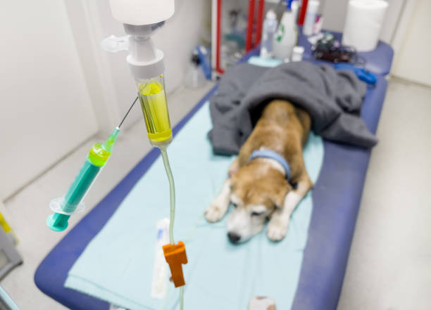 Beagle dog getting Intravenous therapy in a veterinary clinic. It gets Saline solution with necessary electrolytes and vitamins directly in vien. Dropping Saline solution tube close-up image. Beagle dog getting Intravenous therapy in a veterinary clinic. It gets Saline solution with necessary electrolytes and vitamins directly in vien. Dropping Saline solution tube close-up image. dog ivdd stock pictures, royalty-free photos & images