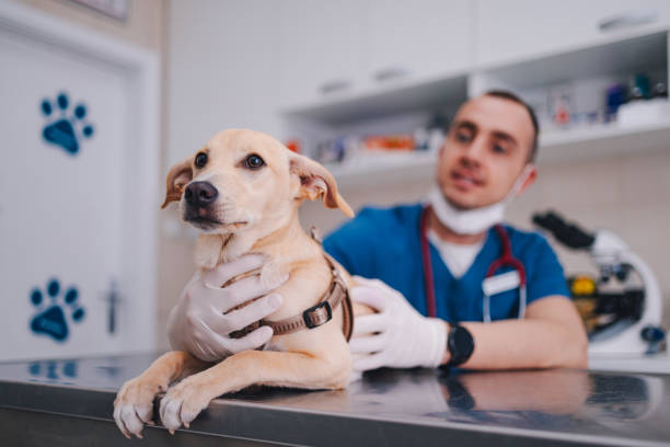 Portrait of a Cute Dog Lying on the Examination Table While Unrecognizable Vet Is Holding Him Close up shot of a young yellow dog lying on the table in the vet's office. Unrecognizable man wearing gloves is gently holding him. dog dachshund vet stock pictures, royalty-free photos & images