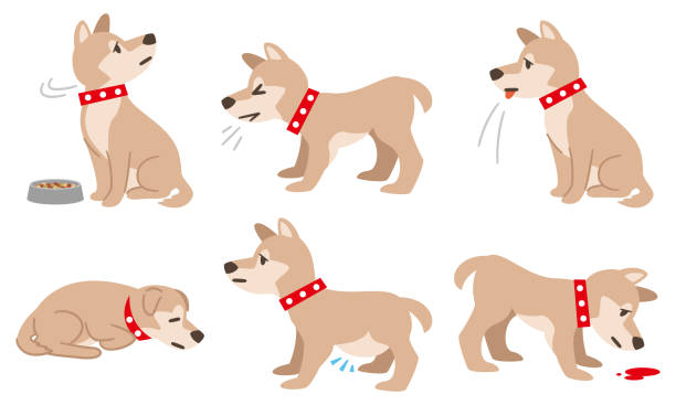 Illustration of a dog with physical condition such as filariasis on a white background Illustration of a dog with physical condition such as filariasis on a white background dog coughing stock illustrations