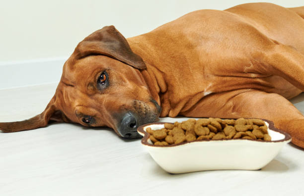 Dog lying on the floor next to bowl full of dry food and refuse to eat Sick or sad Rhodesian ridgeback dog lying on the floor next to bowl full of dry food and refuse to eat, no appetite dog sad stock pictures, royalty-free photos & images