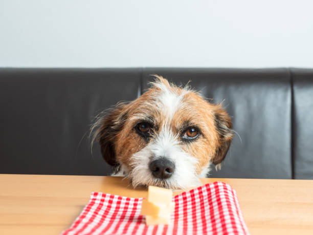 Small Mixed Breed dog with pieces of Cheese in front of his Nose, Looking into the Camera Dog, Pet, Animal, Food, Napkin, Checkered, Leather Bench, Table, Close-up, Animal Head, Dog Eyes, Dog's Nose dog cheese stock pictures, royalty-free photos & images