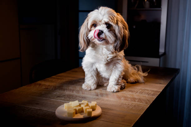 Dog wanting a midnight snack Dog sitting on the table in front of a plate with cheese licking its nose dog cheese stock pictures, royalty-free photos & images