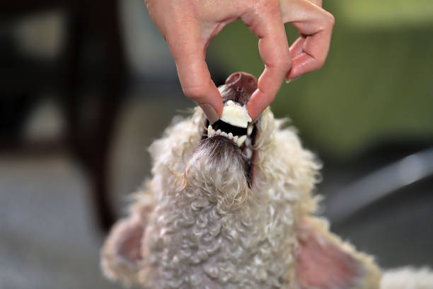 White Lady Poodle eating Cheese White Lady Poodle eating Cheese dog cheese stock pictures, royalty-free photos & images
