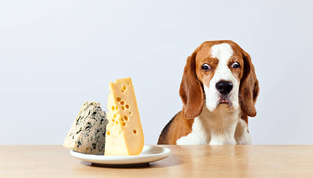 beagle and cheese beagle and cheese , focus on a dog head dog cheese stock pictures, royalty-free photos & images