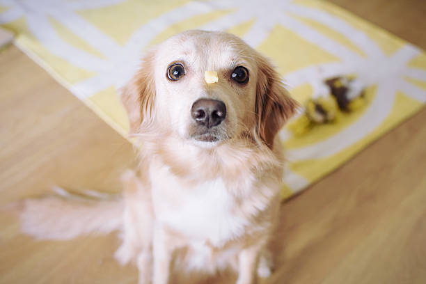 Dog training Dog training with a piece of cheese dog cheese stock pictures, royalty-free photos & images