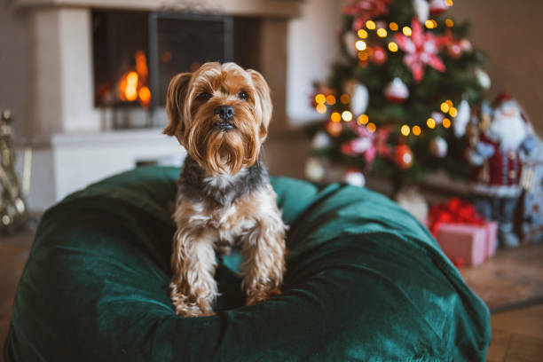 Portrait of cute dog in Christmas decorated home. Yorkshire terrier dog portrait in Christmas decorated home. dog present stock pictures, royalty-free photos & images