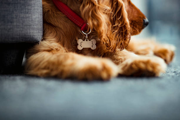 Close up of a Cocker Spaniel Puppy A close up of the lower section of a cocker spaniel puppy lying on the floor. dog tag stock pictures, royalty-free photos & images