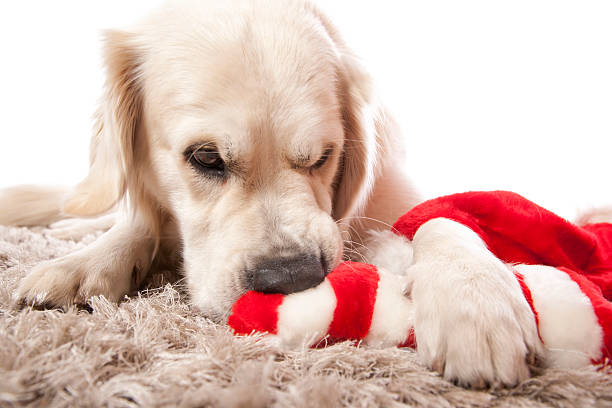 Christmas Play Time A gorgeous Golden Retriever playing with his Christmas toys. Isolated on white dog santa toy stock pictures, royalty-free photos & images
