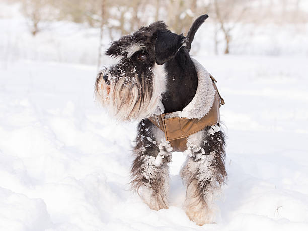 Miniature schnauzer on snow Miniature schnauzer in winter jacket walking on snow dog winter coat stock pictures, royalty-free photos & images