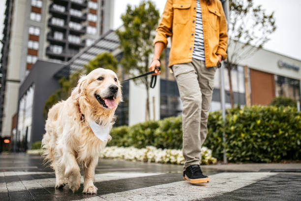 Young man and his dog walking on a rainy day Young handsome dog owner in a city walk with his golden retriever dog. Young man walking his dog with a leash, crossing the street on a zebra crosswalk. dog walk city stock pictures, royalty-free photos & images