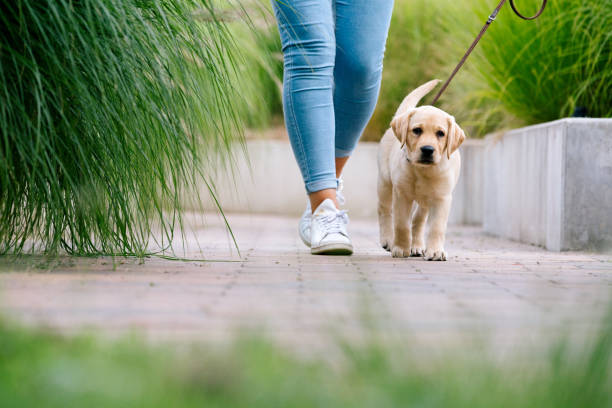 dog walk: cute Labrador Puppy walks by feet cute Labrador Puppy walks by feet puppy walking stock pictures, royalty-free photos & images