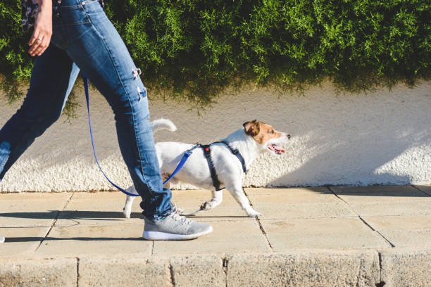 Dog walker strides with his pet on leash while walking at street pavement Jack Russell Terrier in harness walking on loose leash puppy walking stock pictures, royalty-free photos & images