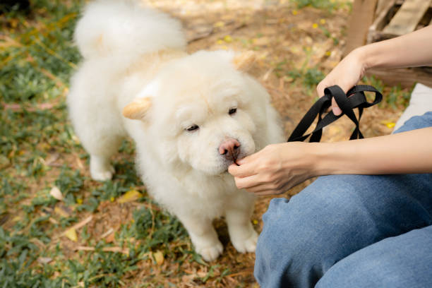 Asian woman giving treats to her dog during training. Beautiful woman is training her dog by giving him treats in the park. dog treat walk stock pictures, royalty-free photos & images