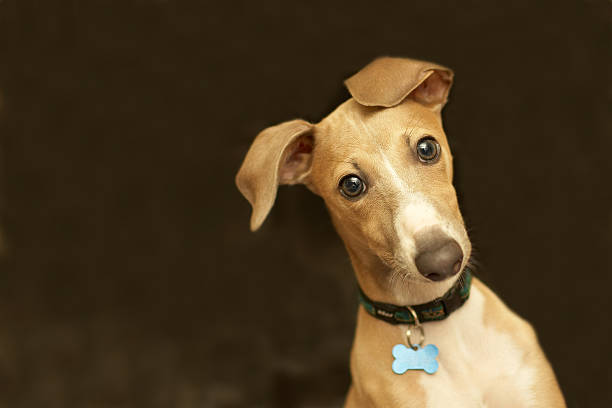 Close-up of a cute Italian greyhound with bone collar belt This is a shot of Milo, our italian greyhound, on a black background. dog collar stock pictures, royalty-free photos & images