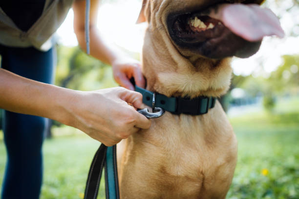 Close up of a female pet owner putting a harness on her pet dog, buckles the strap outdoor in park, getting ready for a walk Close up of a female pet owner putting a harness on her pet dog, buckles the strap outdoor in park, getting ready for a walk dog leash stock pictures, royalty-free photos & images