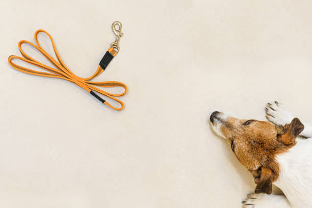Dog waiting to go for walk lying on floor and looking at pet leash Top view at Jack Russell Terrier dog and orange lead dog leash stock pictures, royalty-free photos & images
