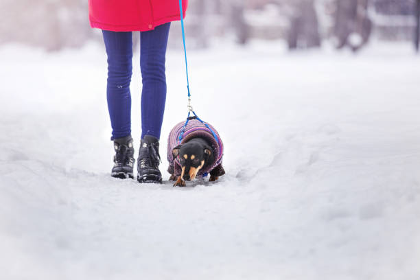 girl in black shoes on a walk with a dog on a leash in a winter park on a snow-covered path girl in black shoes on a walk with a dog on a leash in a winter park on a snow-covered path dog walk winter stock pictures, royalty-free photos & images