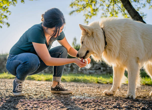 Thirsty from walking Beautiful white dog drinking water from bottle dog walk water stock pictures, royalty-free photos & images