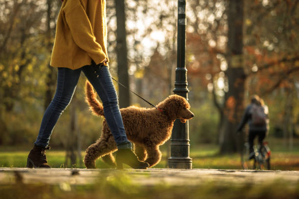 Walking time in the park for red poodle and its owner Low angle view of female animal trainer doing a training session of obedience with a red standard poodle in a public park. dog walk park stock pictures, royalty-free photos & images