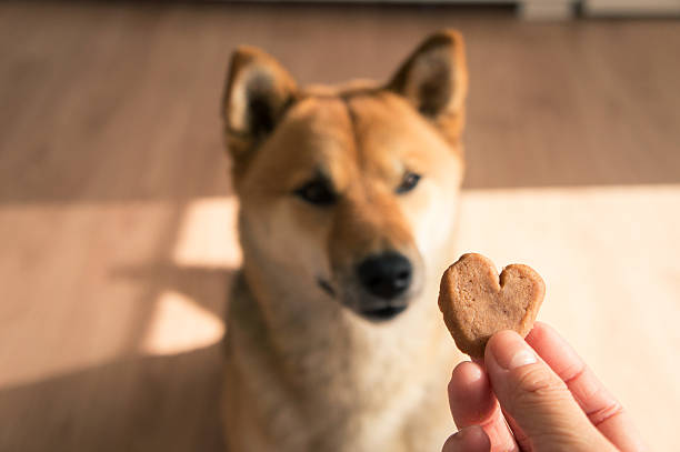 my valentine image of shiba inu with hart shaped cookie dog baking stock pictures, royalty-free photos & images