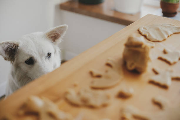 Cute white dog looking at gingerbread cookies dough on wooden table in modern room. Funny curious swiss shepherd doggy and christmas cookies. Authentic moment. Pet and Holiday preparation Cute white dog looking at gingerbread cookies dough on wooden table in modern room. Funny curious swiss shepherd doggy and christmas cookies. Authentic moment. Pet and Holiday preparation dog christmas cookie stock pictures, royalty-free photos & images