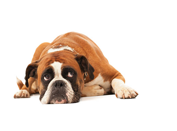 English bulldog lying down and looking up Sad dog lying down and looking up against white background dog sad stock pictures, royalty-free photos & images